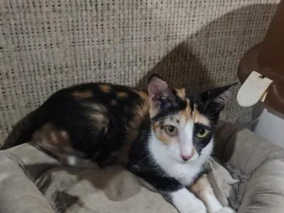 Gato SRD-ViraLata Pequeno 2-a-6-meses