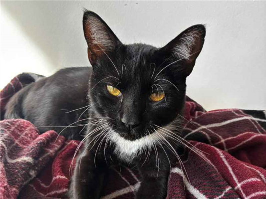 Gato para adoção Macho Pequeno 3 anos