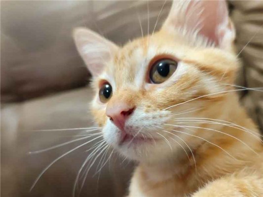 Gato Procura-Perdido Macho Médio 7 a 11 meses 
