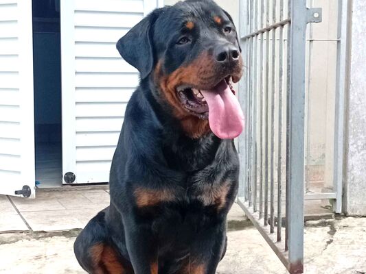 Cachorro cão para adoção Macho Grande 1 ano 