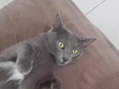 Gato SRD-ViraLata Pequeno 2-anos
