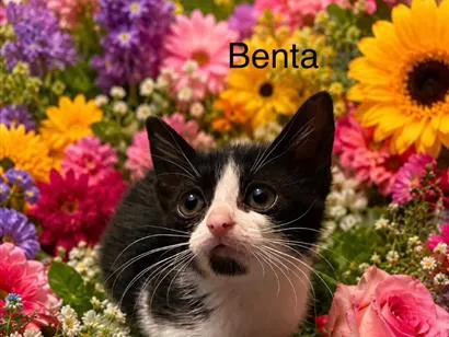 Gato SRD-ViraLata Pequeno Abaixo-de-2-meses