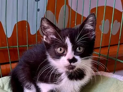 Gato SRD-ViraLata Pequeno Abaixo-de-2-meses
