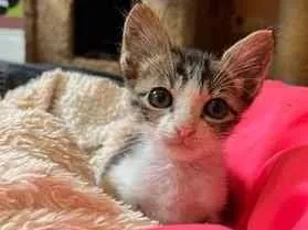 Gato SRD-ViraLata Pequeno Abaixo-de-2-meses
