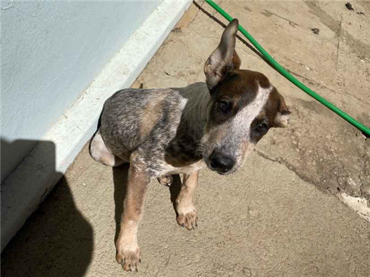 Cachorro cão para adoção Fêmea Médio  2 a 6 meses 