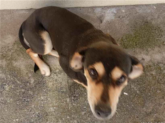 Cachorro cão para adoção Fêmea Médio  6 anos Acima 