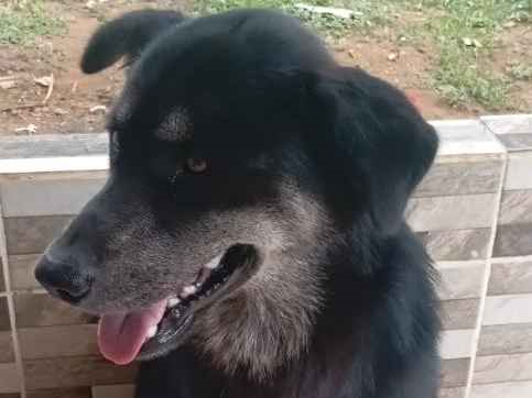 Cachorro cão para adoção Macho Médio  1 ano 