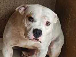 Cachorro cão para adoção Ambos Médio  2 anos 