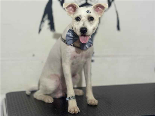 Cachorro cão para adoção Macho Médio  1 ano 