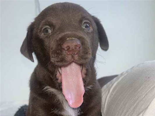 Cachorro cão para adoção Fêmea Pequeno 2 a 6 meses 
