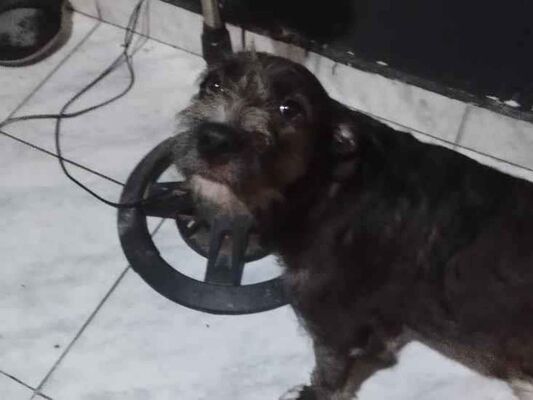 Cachorro cão para adoção Fêmea Médio  2 a 6 meses 