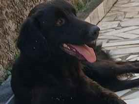 Cao - Macho Médio1 ano