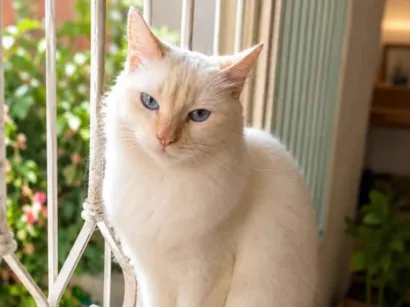 Gato SRD-ViraLata Medio 1-ano