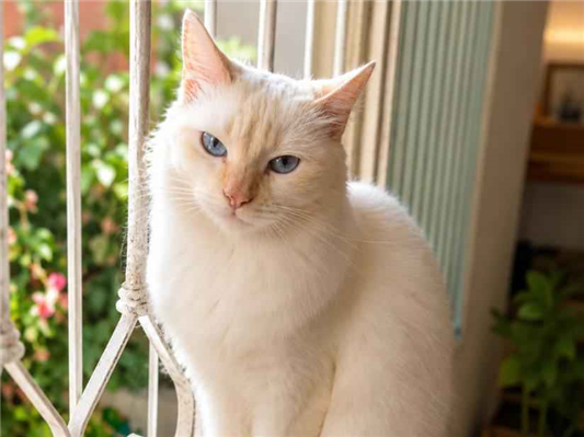 Gato para adoção Fêmea Médio 1 ano