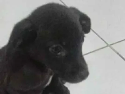 Cao SRD-ViraLata Pequeno 2-a-6-meses