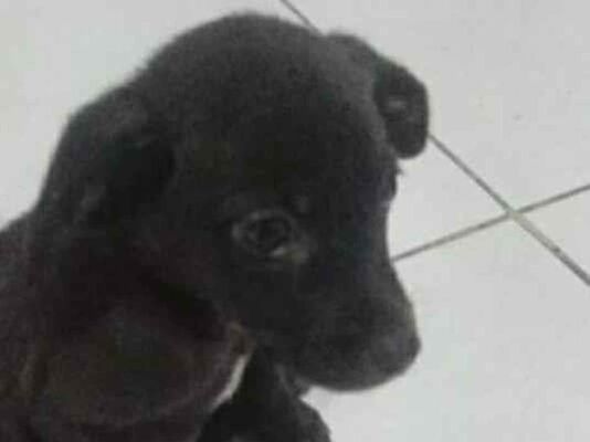 Cachorro cão para adoção Macho Pequeno 2 a 6 meses 