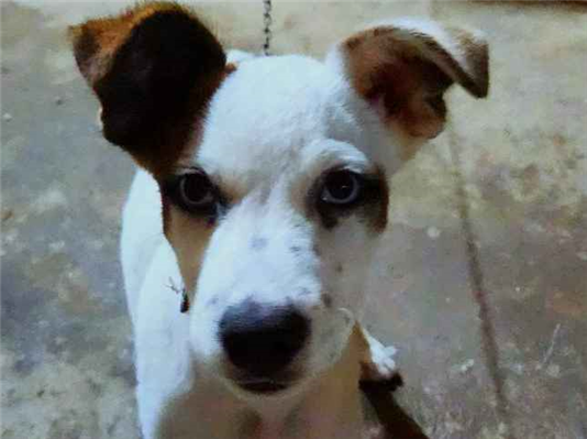 Cachorro cão para adoção Fêmea Pequeno 2 a 6 meses 