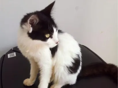 Gato SRD-ViraLata Pequeno 2-a-6-meses