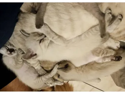 Gato Siamês Pequeno 2-a-6-meses