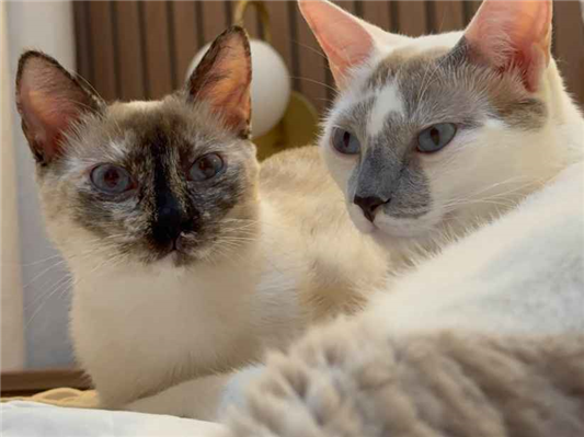 Gato para adoção Fêmea Médio 2 anos