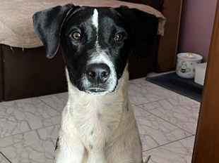 Cachorro cão para adoção Macho Médio  1 ano 