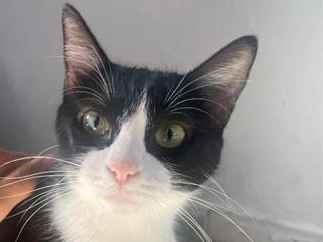 Gato para adoção Fêmea Pequeno 1 ano
