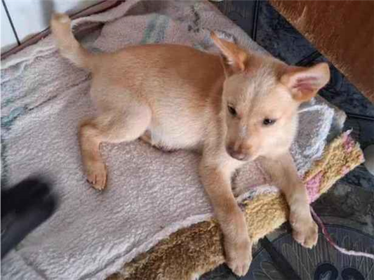 Cachorro cão para adoção Ambos Pequeno 2 a 6 meses 