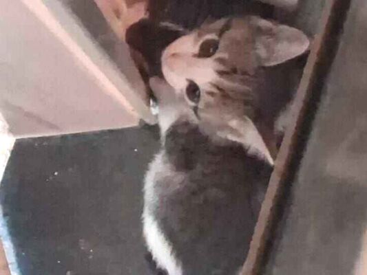 Gato para adoção Fêmea Pequeno Abaixo de 2 meses