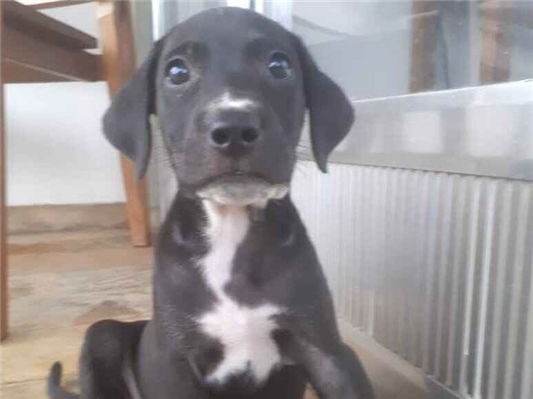Cachorro cão para adoção Macho Médio  2 a 6 meses 