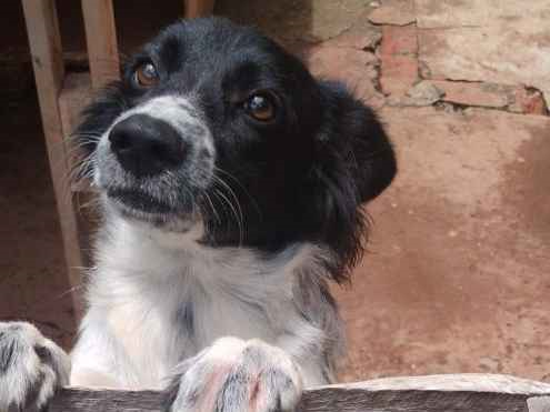 Cachorro cão para adoção Fêmea Médio  1 ano 