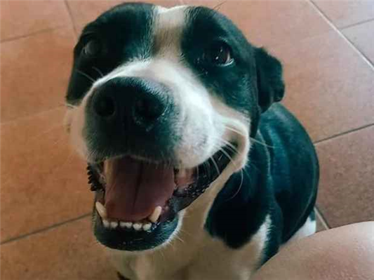 Cao Procura-Perdido Fêmea Médio 6 anos Acima 