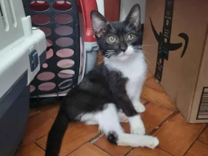Gato SRD-ViraLata Pequeno Abaixo-de-2-meses