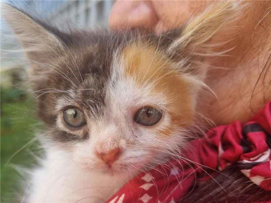 Gato para adoção Fêmea Pequeno Abaixo de 2 meses