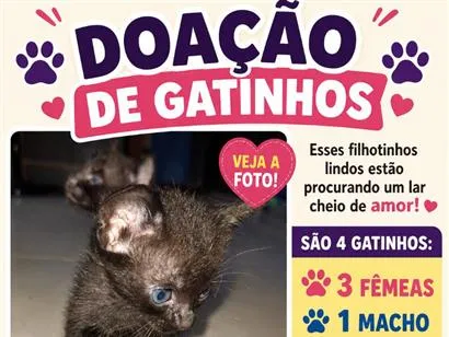 Gato SRD-ViraLata Pequeno Abaixo-de-2-meses