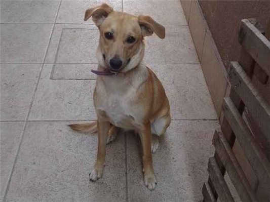 Cachorro cão para adoção Fêmea Médio  1 ano 