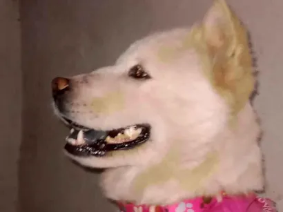 Cao Chow Chow Medio 3-anos