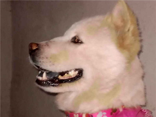 Cachorro cão para adoção Fêmea Médio  3 anos 