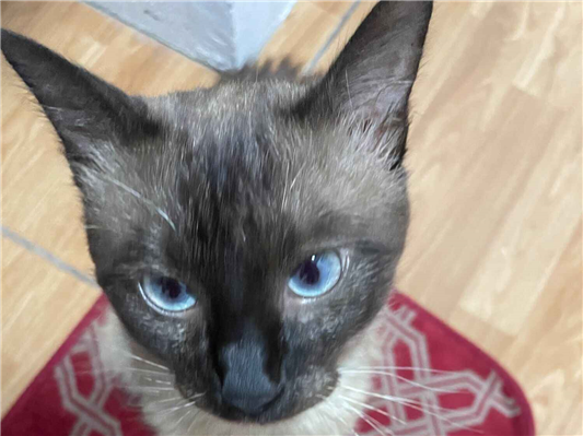 Gato para adoção Macho Médio 1 ano