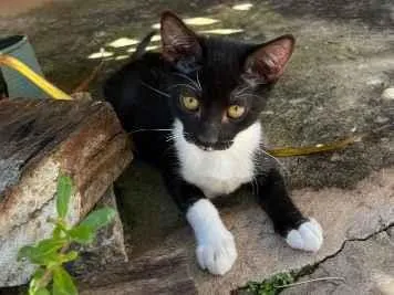 Gato SRD-ViraLata Pequeno 2-a-6-meses