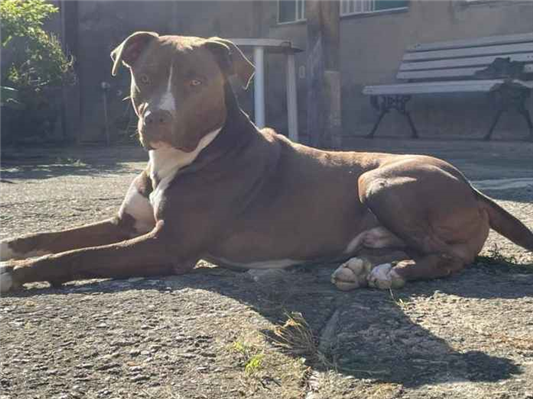 Cachorro cão para adoção Macho Médio  5 anos 