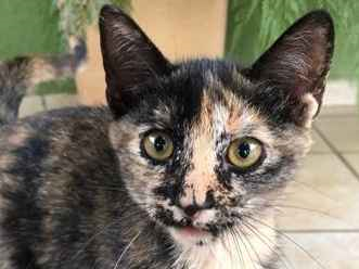 Gato para adoção Fêmea Pequeno 2 a 6 meses