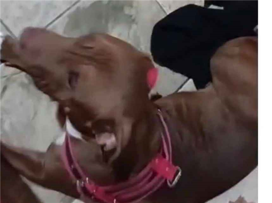Cachorro cão para adoção Ambos Grande 1 ano 