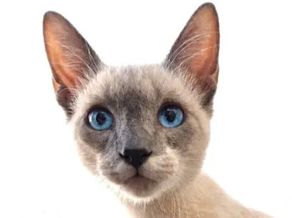 Gato Siamês Pequeno 2-a-6-meses