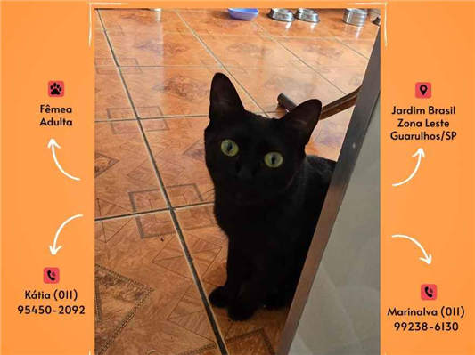 Gato para adoção Fêmea Pequeno Abaixo de 2 meses