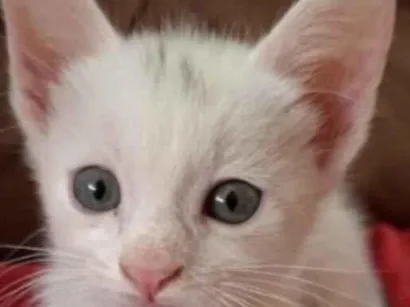 Gato SRD-ViraLata Pequeno 2-a-6-meses