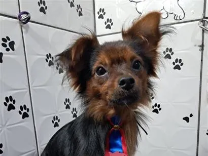 Cao SRD-ViraLata Pequeno 1-ano