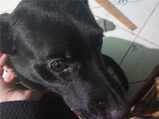 Cachorro cão para adoção Fêmea Médio  3 anos 