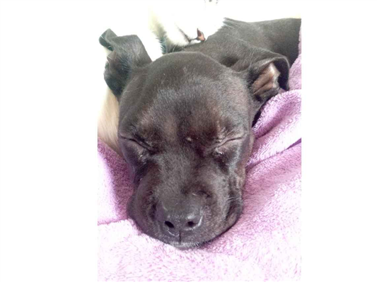 Cachorro cão para adoção Macho Médio  2 a 6 meses 