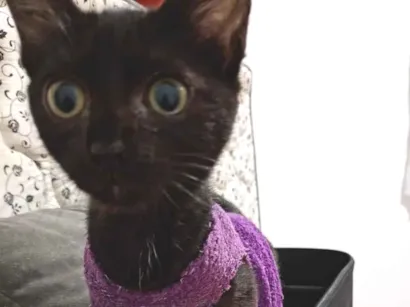 Gato SRD-ViraLata Pequeno 2-a-6-meses
