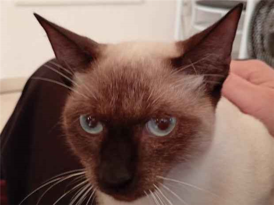 Gato para adoção Macho Médio 2 a 6 meses